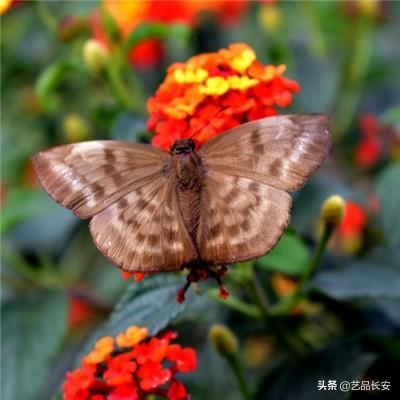 风暴雷霆之毒狗传世手游下载